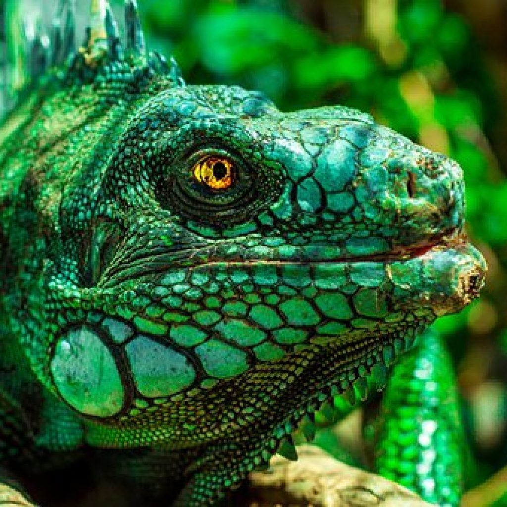 Old Lizard