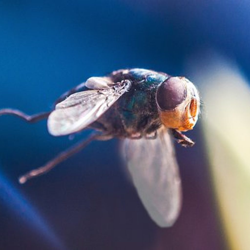 Inspiration Challenge - Fly in the Ointment