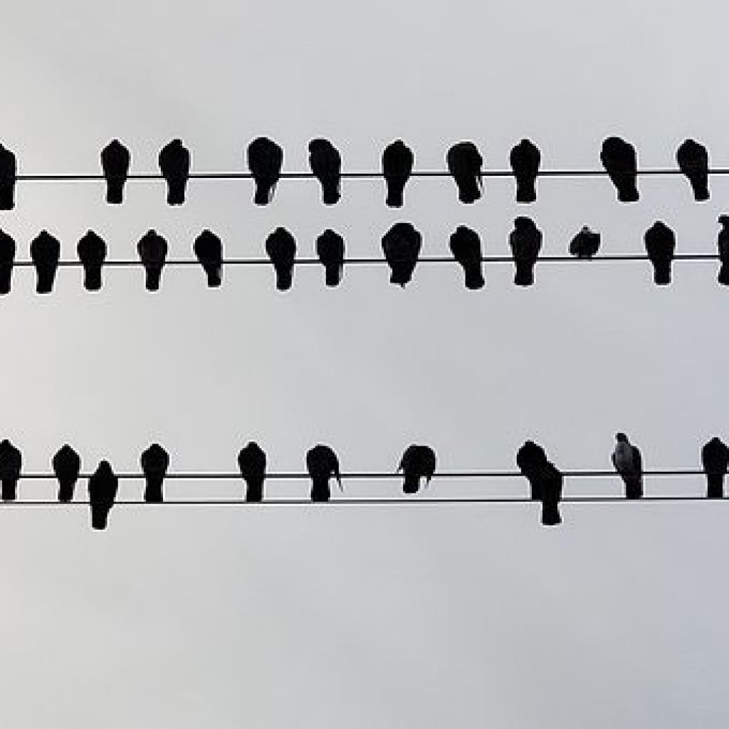 Inspiration Challenge - Bird on a Wire