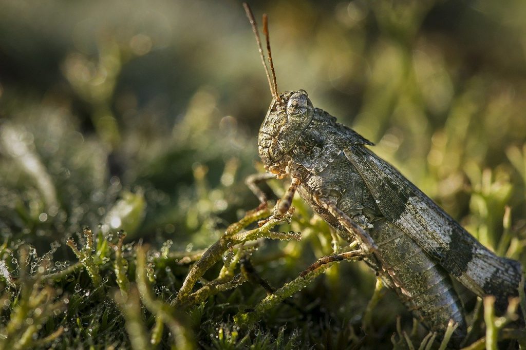 Inspiration Challenge - Ah, Grasshopper