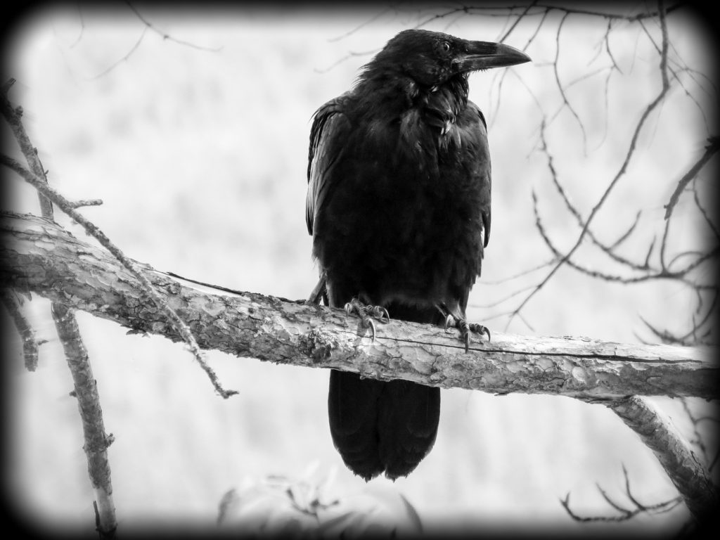 Inspiration Challenge - Birds of a Feather