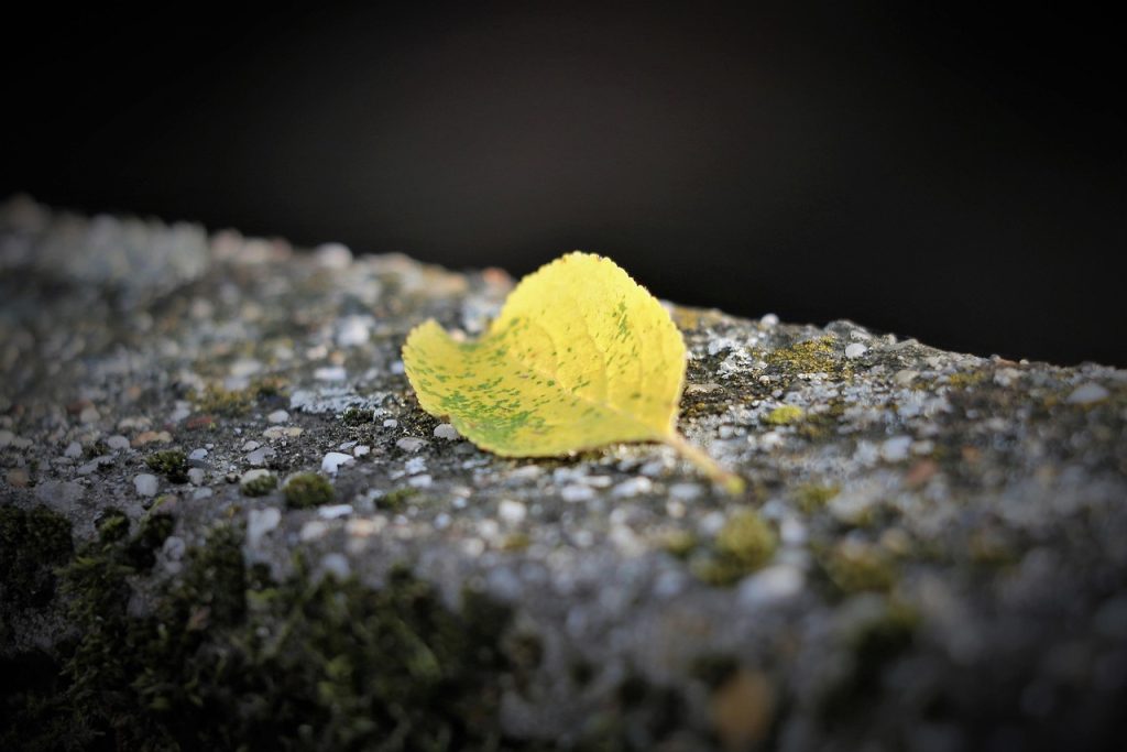 Leaves of Yellow